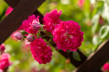 Fototapeta piękne pnące kwitnące róże na drewnianym płocie w ogrodzie obraz