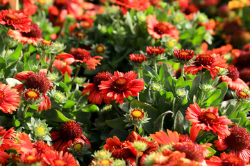 Gaillardia Pulchella flowers in the garden