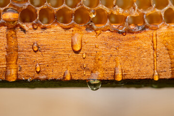Drops of thick golden honey flowing over wooden frame of honeycombs. Honey pouring and dripping from the honeycombs in the apiary. A sweet honey product produced by bees. Extra close up.