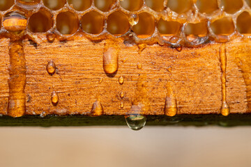 Drops of thick golden honey flowing over wooden frame of honeycombs. Honey pouring and dripping...