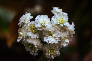 close up of a white flower