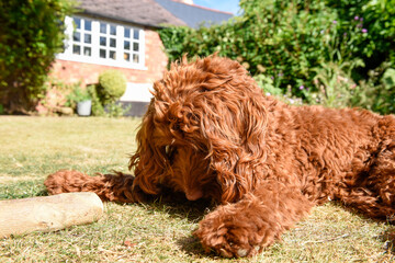Fototapeta premium A pet puppy dog lying down on the lawn in a garden during hot weather
