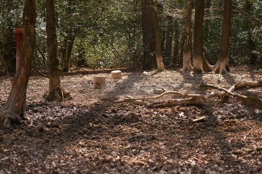 bait place for wild boar hunting diring Golden Hour