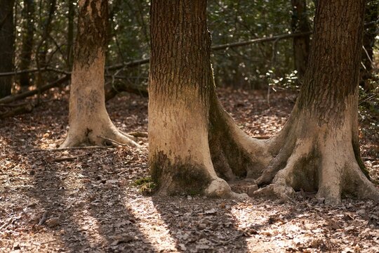 wild boar mud tracks on trees