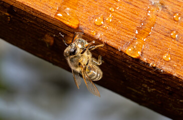 The bee is eating honey sitting on wooden honeycomb frame in an apiary outdoors. Bee eating honey...