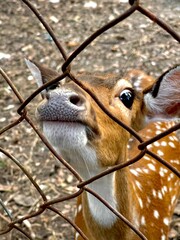 Vertical closeup shot of a spotted fallow deer looking through a gate