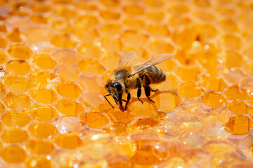 A bee eating sweet golden honey sitting on a frame with honeycombs. Wax cells of the honeycombs are...