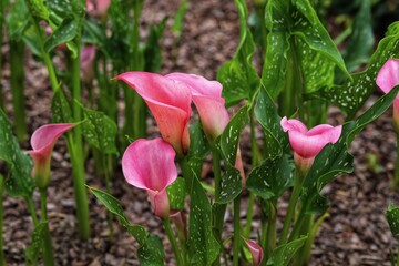 Calla lily pink flower and green leaves in garden.