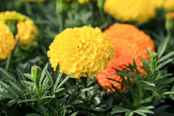 Colorful Chrysanthemum flowers in the garden