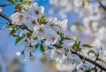 Fototapeta premium cherry blossom flower