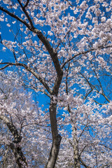 cherry blossom in spring