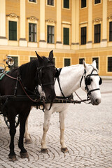 Naklejka na ściany i meble black and white horse in harness near a beautiful palace