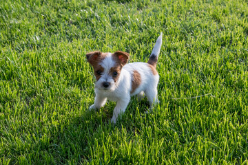 Cute puppy on grassy lawn