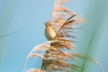 Closeup of the female whinchat, Saxicola rubetra on the reed.