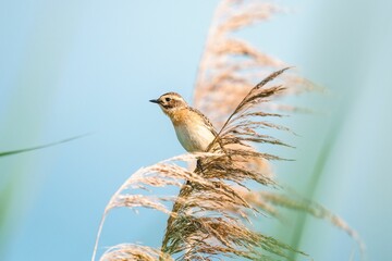 Closeup of the female whinchat, Saxicola rubetra on the reed.