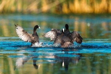 Closeup of the Eurasian coots, Fulica atra fighting on the water surface.
