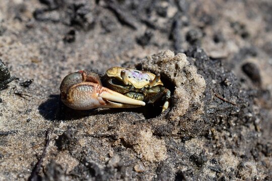 Closeup shot of a beautiful crab lying on the sand
