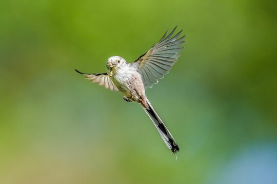 Closeup of the long-tailed tit, Aegithalos caudatus during flight.