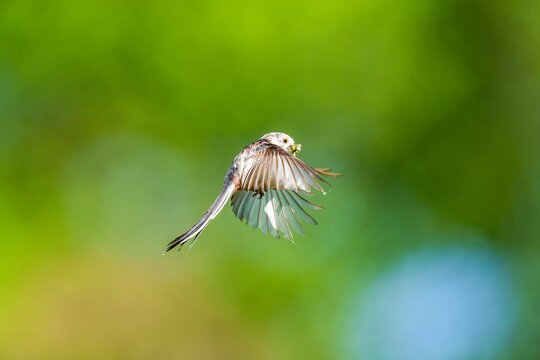 Closeup of the long-tailed tit, Aegithalos caudatus during flight.