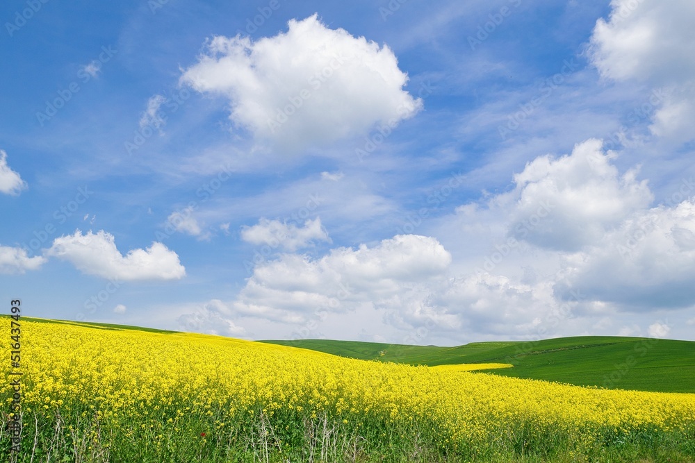 Sticker rural landscape, fields sown with canola and wheat, blue sky and white clouds