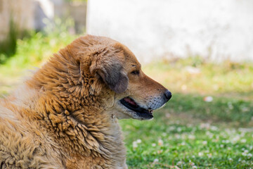 A portrait of a brown fluffy dog looking another side