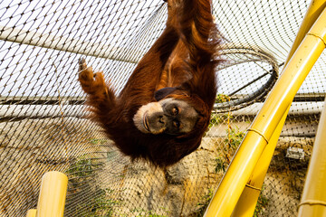 orang-utan © Florian
