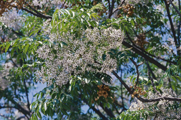 flowering cluster and leaves of chinaberry tree