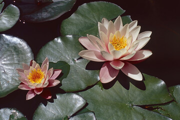 water lily plants in full bloom
