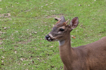 Close-up on the head of a White-tailed deer (Odocoileus virginianus) 