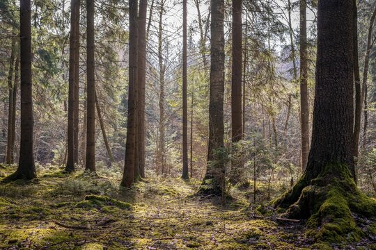 Scenic view of green pine trees growing in a forest on a sunny day