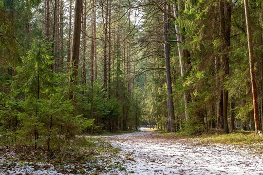 Scenic view of green pine trees growing in a forest on a sunny day