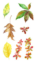 Set of autumn leaves. Watercolor colorful autumn leaves isolated on white background. Maples leaves, birch, Chestnut leaf, Best for a seasonal greeting card, invitation, banner