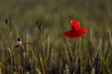 Blooming poppy field in warm evening light. Close up of red poppy flower. Selective focus
