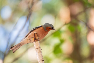 Common chaffinch, Fringilla coelebs, sits on a branch in spring on green background. Common chaffinch in wildlife.