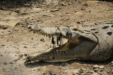 American cocodrile (Crocodylus acutus) with its mouth open