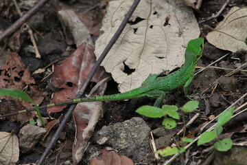 Juvenile individual of black spiny-tailed iguana (Ctenosaura similis) found in tropical dry forest of Costa Rica