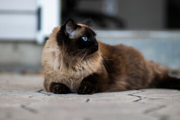 Beautiful Himalayan cat with blue eyes lying on the floor