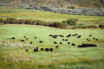 Black Cows grazing in the country pasture - obrazy, fototapety, plakaty
