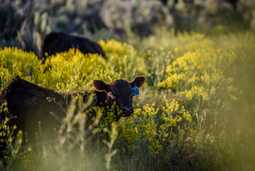 Black Angus Calf in Pasture with flowers