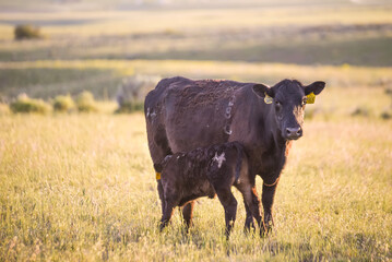 Black Angus Cow in Free Range Pasture