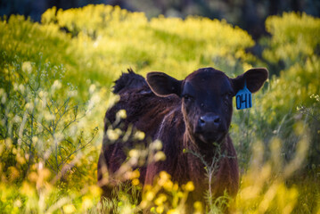 black Angus calf at sunset in the pasture © Tedi S Photography