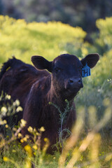 black Angus calf at sunset in the pasture © Tedi S Photography