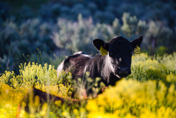 Black Angus Cow in Free Range Pasture