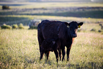 Black Angus Cow in Free Range Pasture