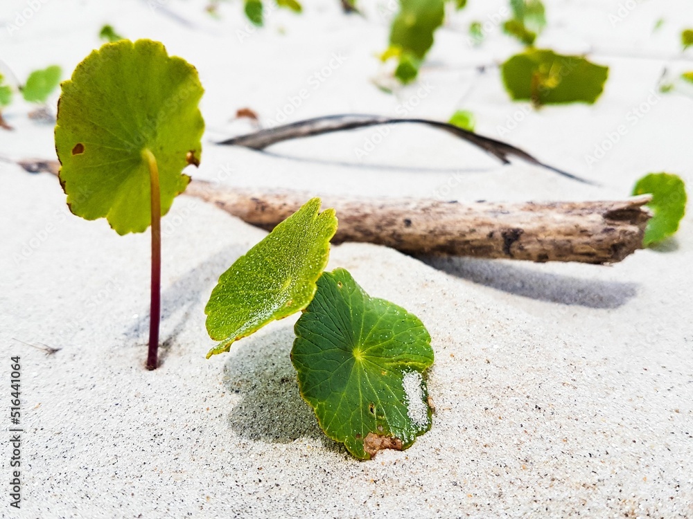 Sticker Beautiful shot of Largeleaf pennywort growing in a sand