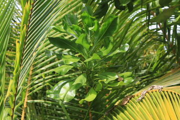 background of green exotic tropical plants