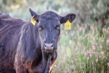 Black Angus Cow in Free Range Pasture