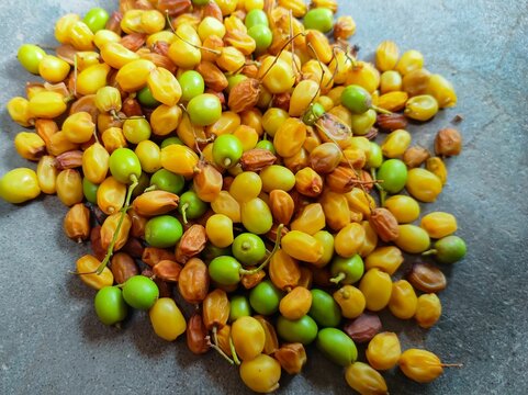 Closeup Shot Of Neem Tree Fruits Nimboli
