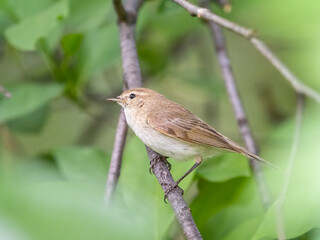 Common chiffchaff, lat. phylloscopus collybita, sitting on branch of bush in spring and looking for food