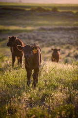black Angus calf at sunset in the pasture © Tedi S Photography